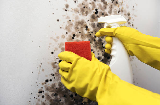 Best Black Mold Removal  in Bloomgton, IN