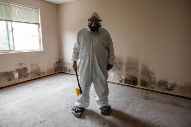 Best Toxic Mold Removal  in Bloomgton, IN